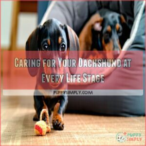 Caring for Your Dachshund at Every Life Stage