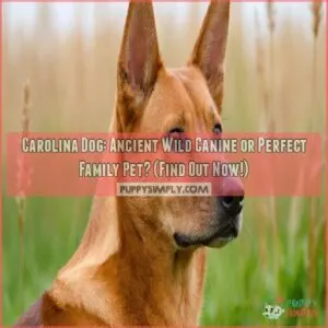 carolina dog