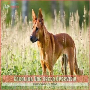 Carolina Dog Breed Overview