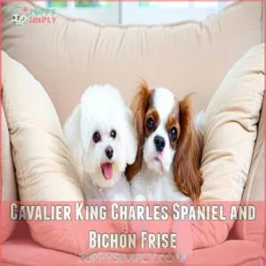 Cavalier King Charles Spaniel and Bichon Frise