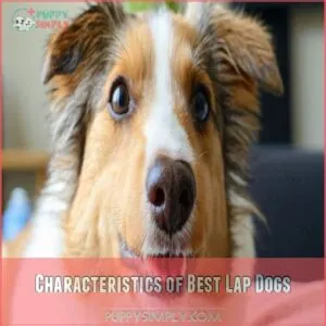 Characteristics of Best Lap Dogs