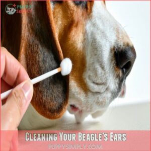 Cleaning Your Beagle’s Ears