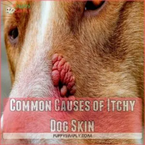 Common Causes of Itchy Dog Skin