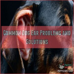 Common Dog Ear Problems and Solutions