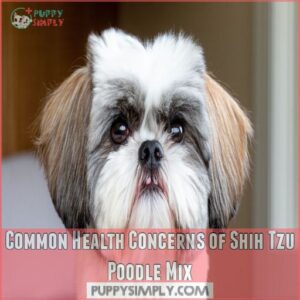 Common Health Concerns of Shih Tzu Poodle Mix