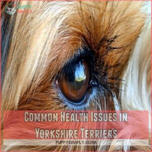 Common Health Issues in Yorkshire Terriers