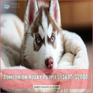 Companion Husky Puppies ($600-$2000) Companion Husky Puppies ($600-$2000)