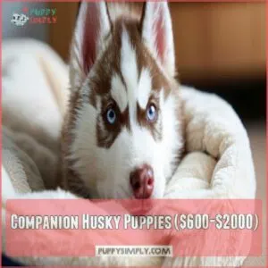 Companion Husky Puppies (0-00)