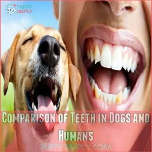 Comparison of Teeth in Dogs and Humans