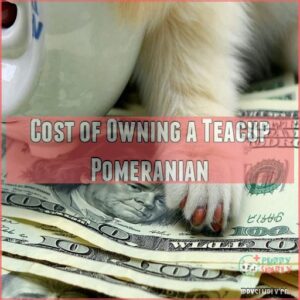 Cost of Owning a Teacup Pomeranian