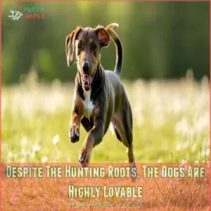 Despite The Hunting Roots, The Dogs Are Highly Lovable