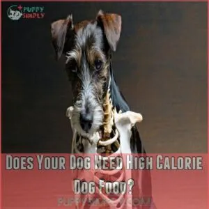 Does Your Dog Need High Calorie Dog Food