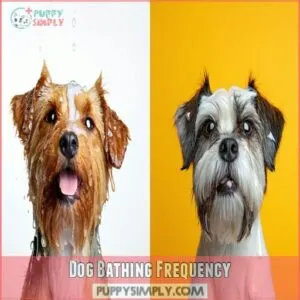 Dog Bathing Frequency