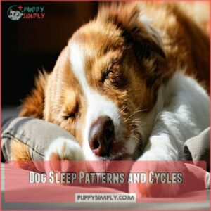 Dog Sleep Patterns and Cycles