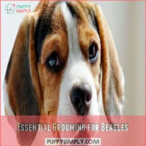 Essential Grooming for Beagles