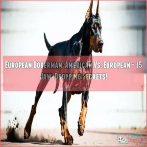 european doberman