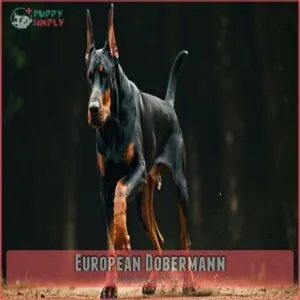 European Dobermann