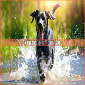 Exercising Your Dog