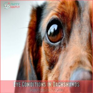 Eye Conditions in Dachshunds