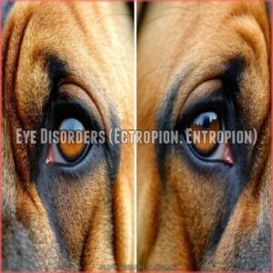 Eye Disorders (Ectropion, Entropion)