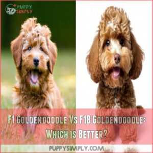 F1 Goldendoodle Vs F1B Goldendoodle: Which is Better