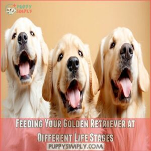 Feeding Your Golden Retriever at Different Life Stages