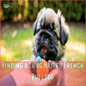 Finding a Long Haired French Bulldog