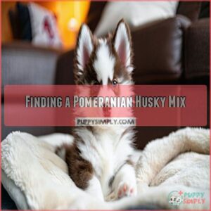 Finding a Pomeranian Husky Mix