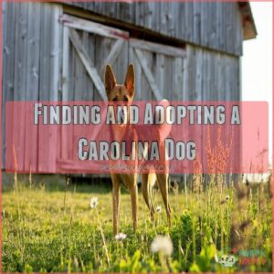 Finding and Adopting a Carolina Dog