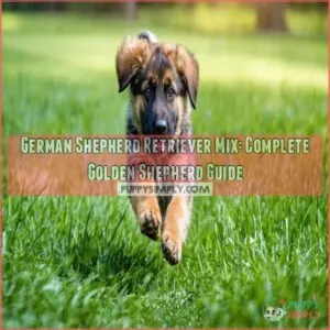 german shepherd retriever mix golden shepherd a complete guide