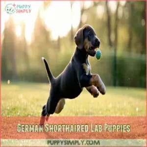 German Shorthaired Lab Puppies