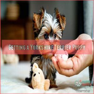 Getting a Yorkshire Terrier Puppy