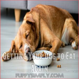 Getting Your Dog to Eat Again