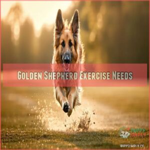 Golden Shepherd Exercise Needs