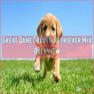 Great Dane Golden Retriever Mix Overview