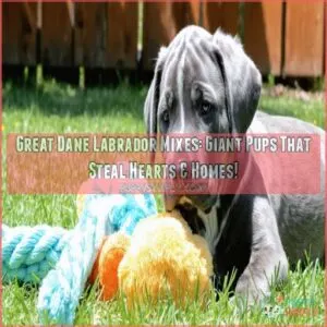 great dane labrador mixes a complete guide with pictures