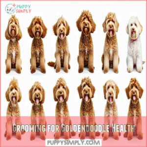 Grooming for Goldendoodle Health