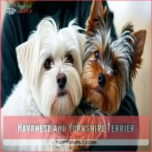 Havanese and Yorkshire Terrier