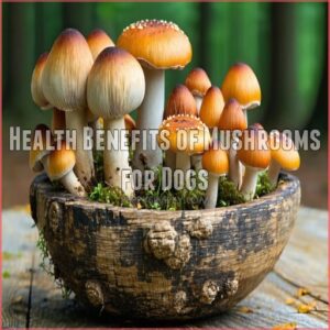 Health Benefits of Mushrooms for Dogs