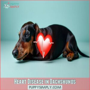 Heart Disease in Dachshunds