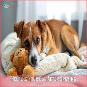 Helping Your Dog After Spaying