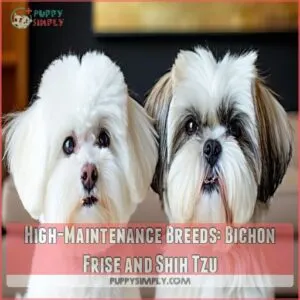 High-Maintenance Breeds: Bichon Frise and Shih Tzu