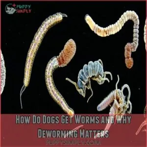 How Do Dogs Get Worms and Why Deworming Matters