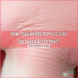 How Long Do Dog Nipples Stay Enlarged After Heat