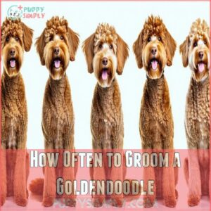 How Often to Groom a Goldendoodle