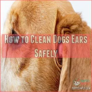 How to Clean Dogs Ears Safely