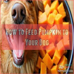 How to Feed Pumpkin to Your Dog