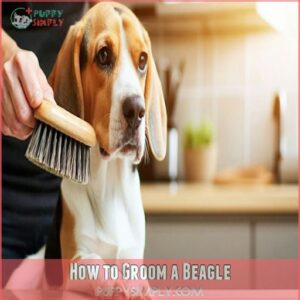 How to Groom a Beagle