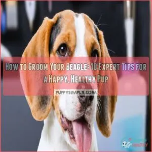 how to groom your beagle