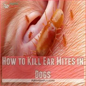 How to Kill Ear Mites in Dogs